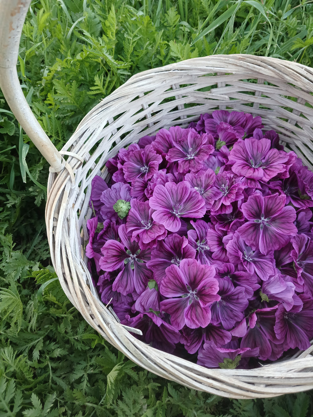 Sucre aromatisé aux fleurs de Sureau & Mauves